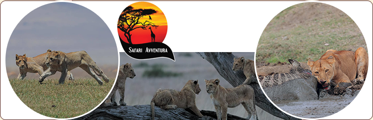 Safari Avventura